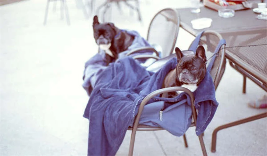 Streunende Hunde in Deutschland: So hilfst du richtig