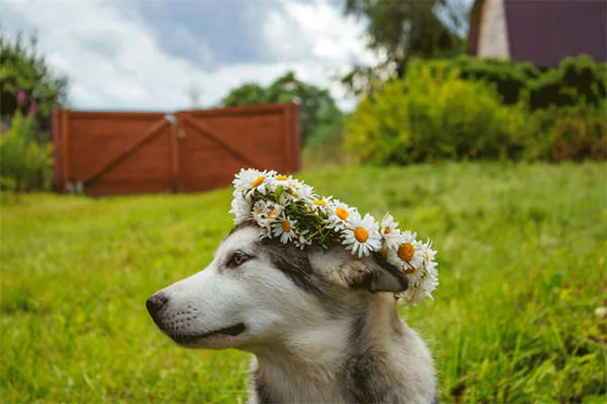 Warum bellt mein Hund im Schlaf? 5 faszinierende Gründe