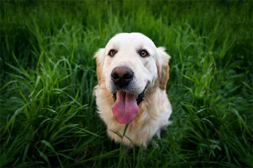Warum bellt mein Hund im Schlaf? 5 faszinierende Gründe