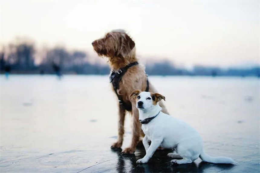 Warum bellt mein Hund im Schlaf? 5 faszinierende Gründe