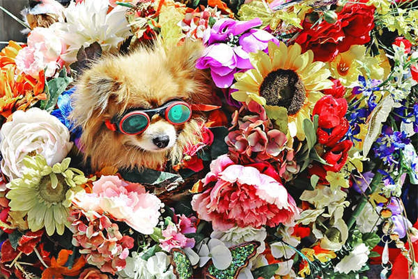 10 Gründe: Warum tägliche Spaziergänge für Hunde so wichtig sind