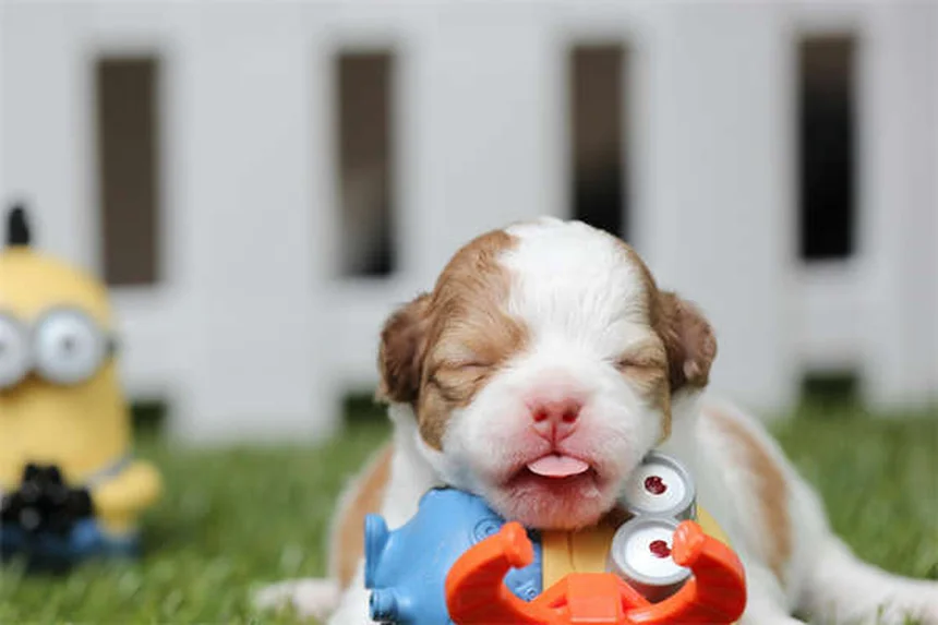 Flachgesichtige Hunde: 5 wichtige Pflegetipps für gesunde Atmung