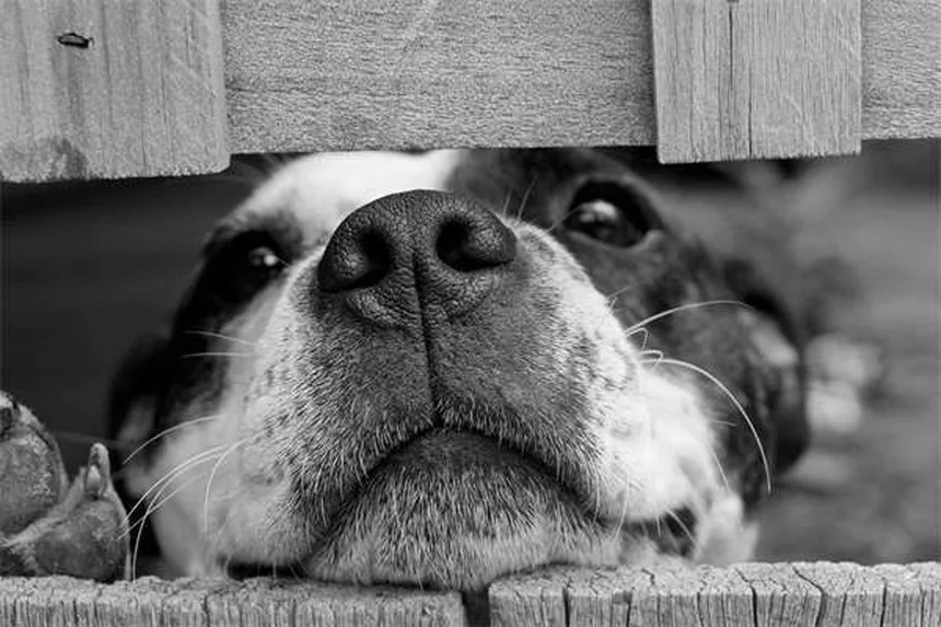 Jagdhunde: Alles über die besten Rassen für aktive Familien