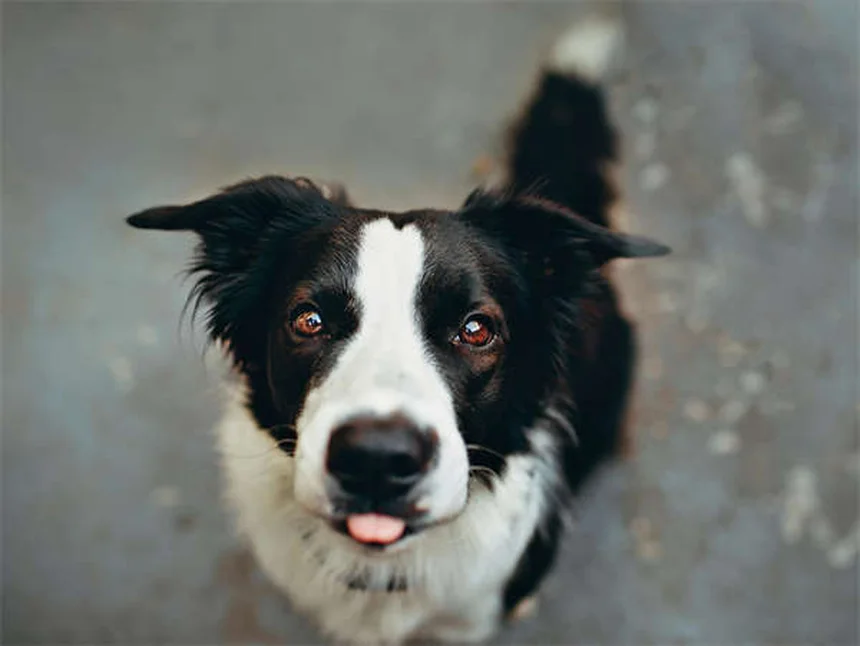 Jagdhunde: Alles über die besten Rassen für aktive Familien